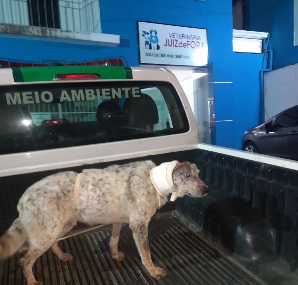 Vídeo: cão é resgatado em situação de maus-tratos em Oliveira Fortes